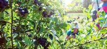 Summer on the UBC farm (blueberries!)